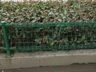 綠化護欄網(wǎng)